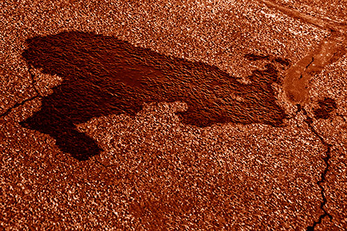 Bunny Rabbit Pavement Puddle Figure Formation (Orange Shade)