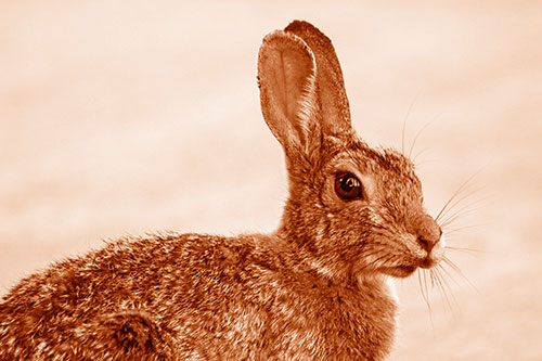 Bunny Rabbit Taking Gander Around Park (Orange Shade)
