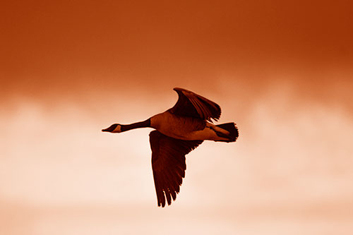 Canadian Goose Flying Among Sunrise (Orange Shade Photo)