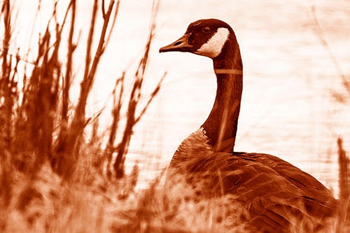 Canadian Goose Hiding Behind Reed Grass (Orange Shade Photo)