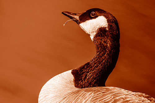 Canadian Goose Munches Single Grass Blade (Orange Shade)