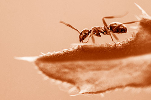Carpenter Ant Crawls Across Spiky Thistle Leaf (Orange Shade)