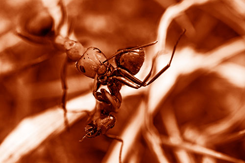 Carpenter Ant Uses Mandible Grips To Haul Dead Corpse (Orange Shade Photo)