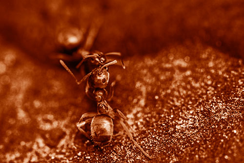 Carpenter Ants Battling Over Territory (Orange Shade Photo)
