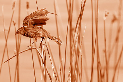 Cattail Jumping Female Red Winged Blackbird (Orange Shade)