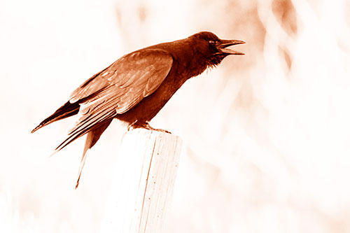 Cawing Crow Atop Crooked Wooden Post (Orange Shade Photo)