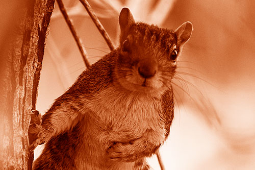 Chest Holding Squirrel Leans Against Tree (Orange Shade Photo)