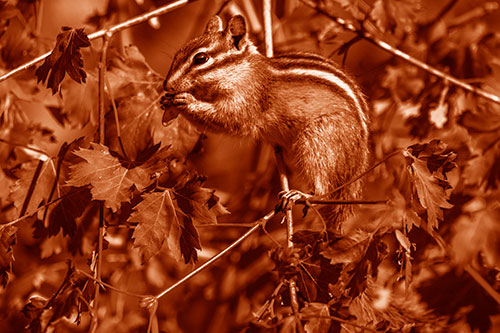 Chipmunk Feasting On Tree Branches (Orange Shade)