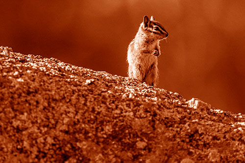 Chipmunk Standing Atop Sloping Fungi Rock (Orange Shade Photo)