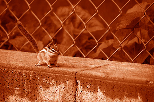 Chipmunk Walking Along Wet Concrete Wall (Orange Shade Photo)