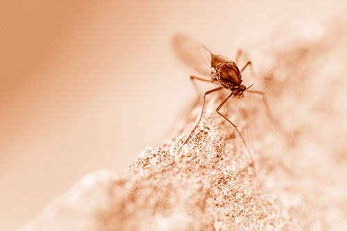 Chironomid Midge Fly Standing Along Rock Edge (Orange Shade Photo)