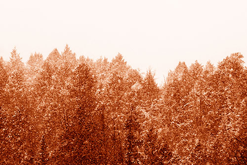 Christmas Snow Blanketing Trees (Orange Shade Photo)