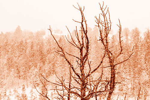 Christmas Snow On Dead Tree (Orange Shade Photo)