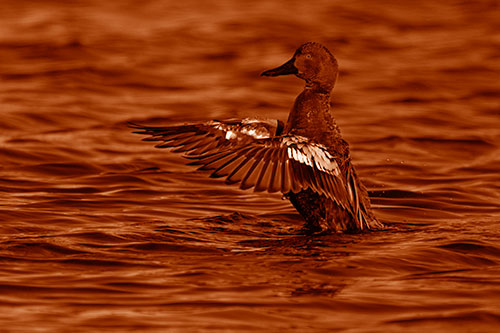 Cinnamon Teal Duck Flaps Wings Among Lake (Orange Shade)