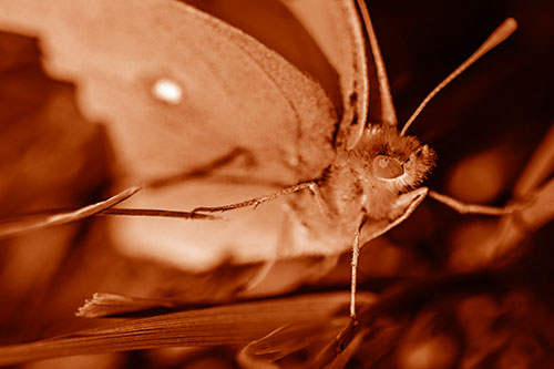 Cloudless Sulphur Butterfly Taking Stance (Orange Shade)