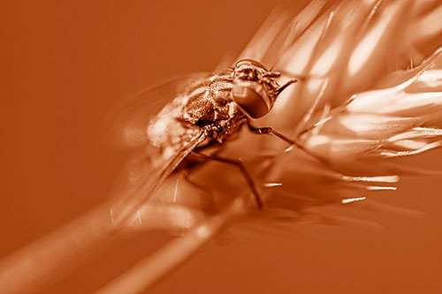 Cluster Fly Rests Atop Grass Blade (Orange Shade Photo)