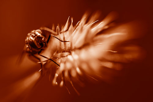Cluster Fly Rides Plant Top Among Wind (Orange Shade Photo)