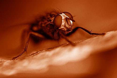 Cluster Fly Standing Atop Dead Sloping Autumn Leaf (Orange Shade Photo)