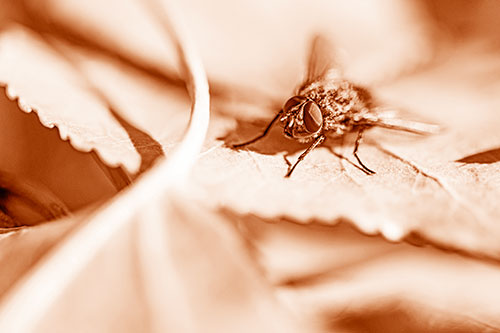 Cluster Fly Standing Atop Stacked Intersecting Leaves (Orange Shade)