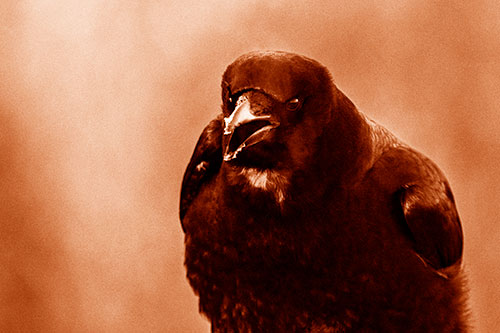 Cold Snow Beak Crow Cawing (Orange Shade Photo)