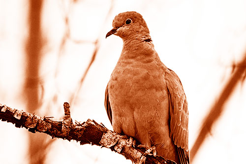 Collared Dove Perched Atop Peeling Tree Branch (Orange Shade Photo)