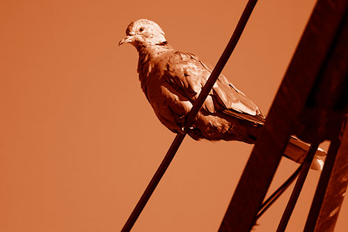 Collared Dove Perched Atop Wire (Orange Shade Photo)