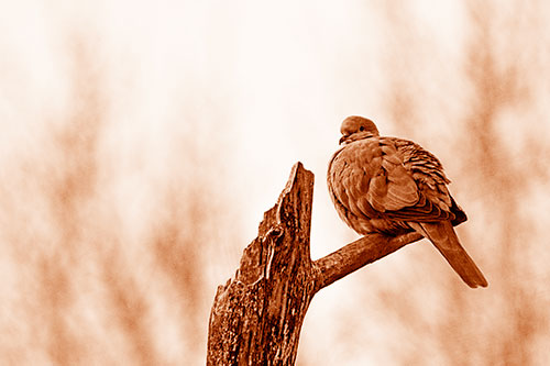 Collared Dove Sitting Atop Broken Tree (Orange Shade)