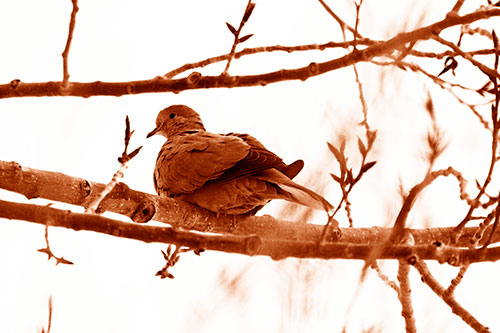 Collared Dove Sitting Atop Tree Branch (Orange Shade Photo)