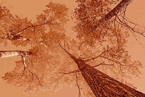 Colorful Towering Autumn Trees Among Clear Sky (Orange Shade)