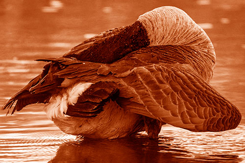 Contorting Canadian Goose Playing Peekaboo (Orange Shade Photo)
