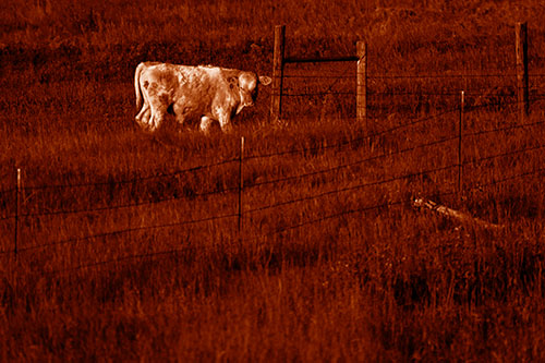 Cow Glances Sideways Beside Barbed Wire Fence (Orange Shade Photo)