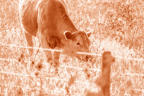 Cow Snacking On Grass Behind Fence (Orange Shade)