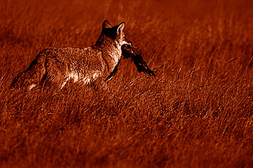 Coyote Heads Towards Forest Carrying Dead Animal Carcass (Orange Shade Photo)