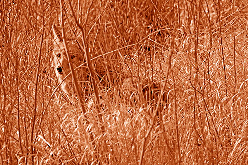 Coyote Makes Eye Contact Among Tall Grass (Orange Shade)