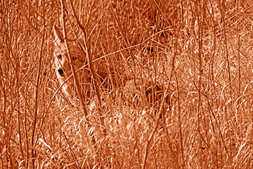 Coyote Makes Eye Contact Among Tall Grass (Orange Shade Photo)