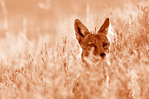 Coyote Peeking Head Above Feather Reed Grass (Orange Shade Photo)