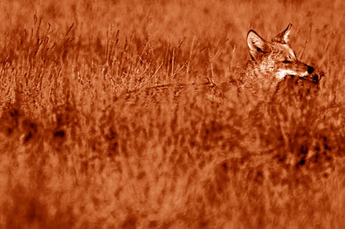Coyote Running Through Tall Grass (Orange Shade Photo)