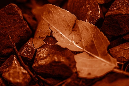 Cracked Soggy Leaf Face Rests Among Rocks (Orange Shade Photo)