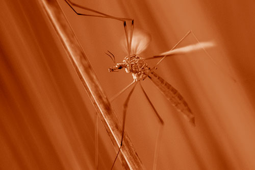 Crane Fly Clinging Ahold To Grass Blade (Orange Shade)