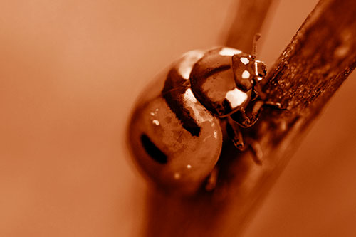 Crawling Ladybug Climbing Up Plant Stem (Orange Shade Photo)