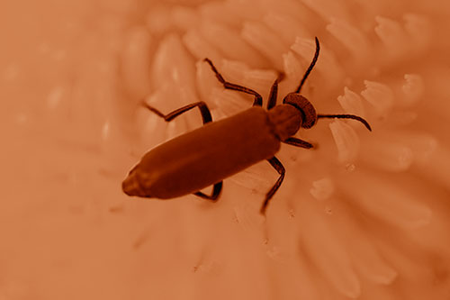 Crawling Oedemera Beetle Searching Atop Dandelion (Orange Shade)