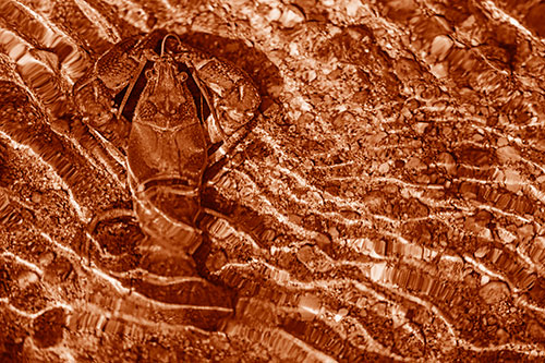 Crayfish Holds Onto Riverbed Floor Among Rippling Water (Orange Shade Photo)