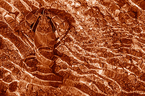 Crayfish Holds Onto Riverbed Floor Among Rippling Water (Orange Shade)
