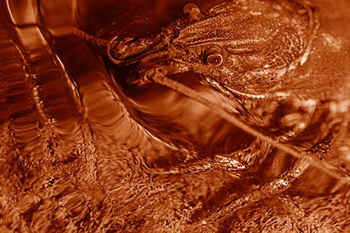 Crayfish Swims Against Rippling Water (Orange Shade Photo)