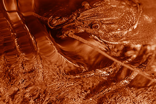 Crayfish Swims Against Rippling Water (Orange Shade)