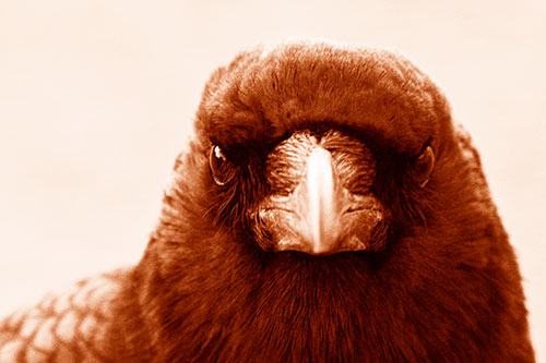 Creepy Close Eye Contact With A Crow (Orange Shade Photo)