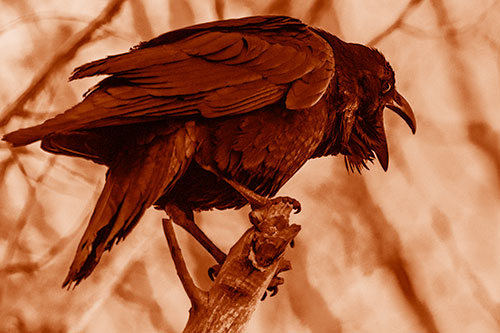 Croaking Raven Perched Atop Broken Tree Branch (Orange Shade Photo)