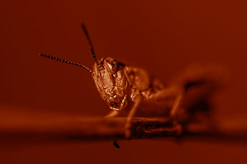 Crouching Grasshopper Gripping Onto Grass Blade (Orange Shade)