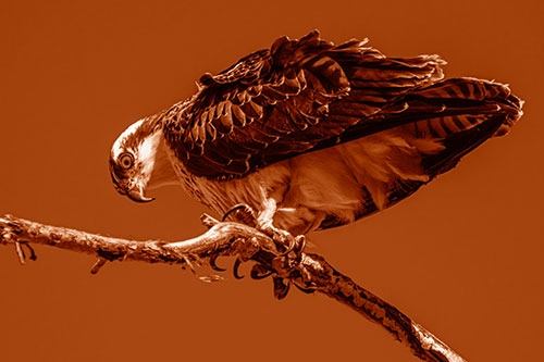 Crouching Osprey Hawk Looking Below Shredded Tree Branch (Orange Shade)