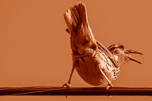 Crouching Western Meadowlark Singing Towards Sunlight (Orange Shade)